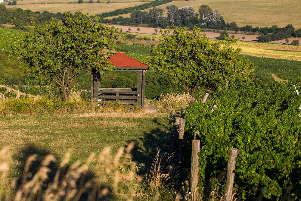 Pořádání svateb a degustací